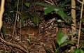 lesser mouse-deer