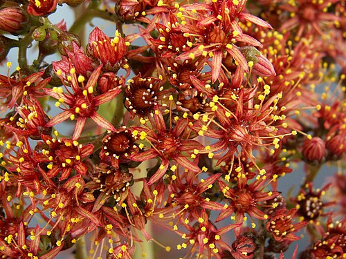 Aeonium nobile PICT3761.jpg