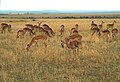 Aepyceros melampus (Masai Mara, Kenya).jpg
