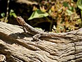 Agama planiceps (female) - Kunene, Namibia.jpg