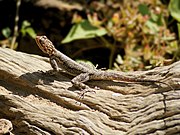 ♀ Agama planiceps