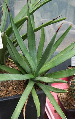 Agave datylio var. Vexans