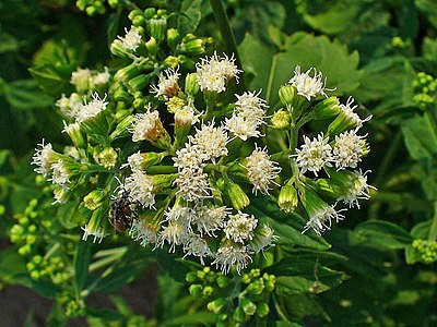 Ageratina altissima Inflorescences