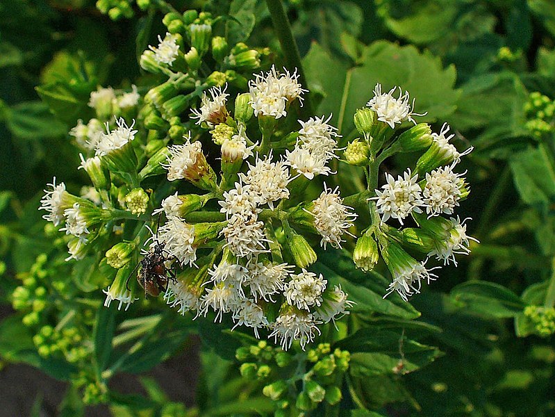 File:Ageratina altissima 002.JPG