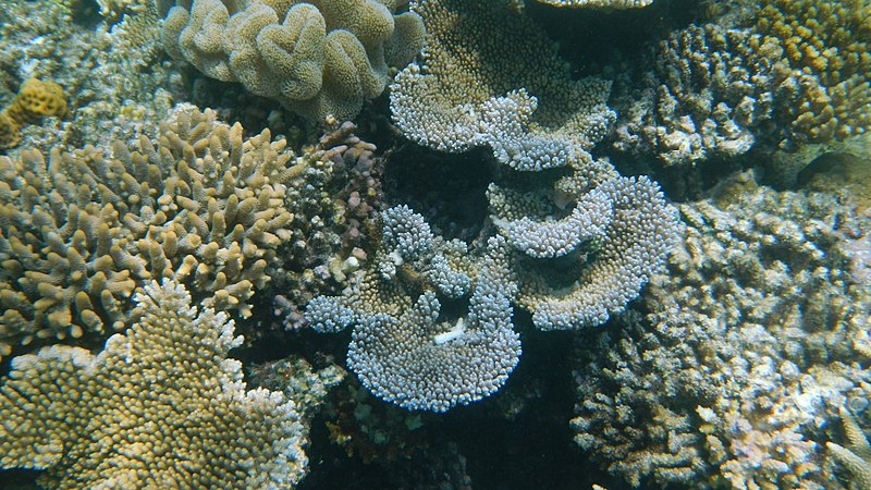 File:Agincourt Reef, Great Barrier Reef, Queensland (483803) (9443564588).jpg