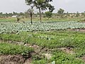 Agriculture in inland valleys in Togo - panoramio (40).jpg