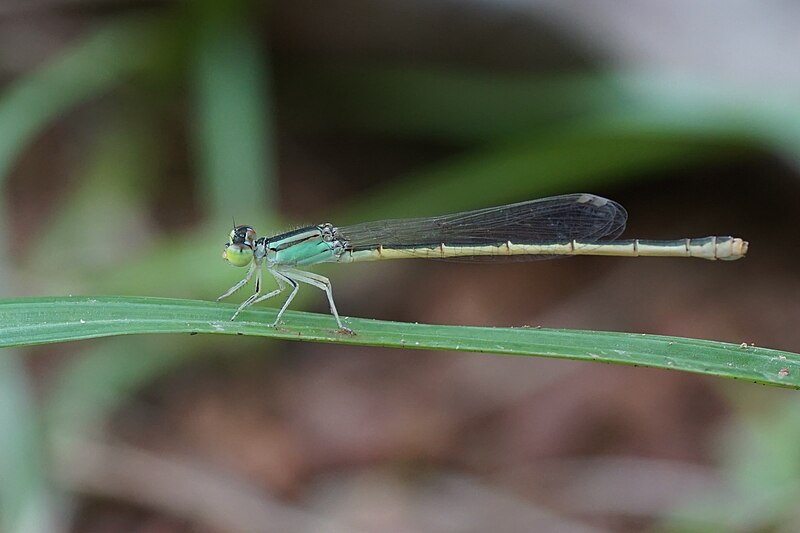 File:Agriocnemis keralensis 02320.jpg