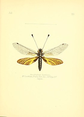 Ilustração do final do século XIX de um Neuroptera Ascalaphidae, vista superior, por Charles Owen Waterhouse.