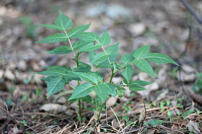 File:Ailanthus altissima - Kiselo drvo (3).jpg