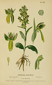 plate 8 Coeloglossum viride Dactylorhiza viridis