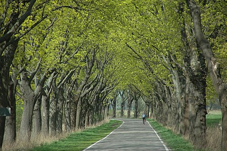 Allee des Jahres 2011 Linumhorster Str Michalek