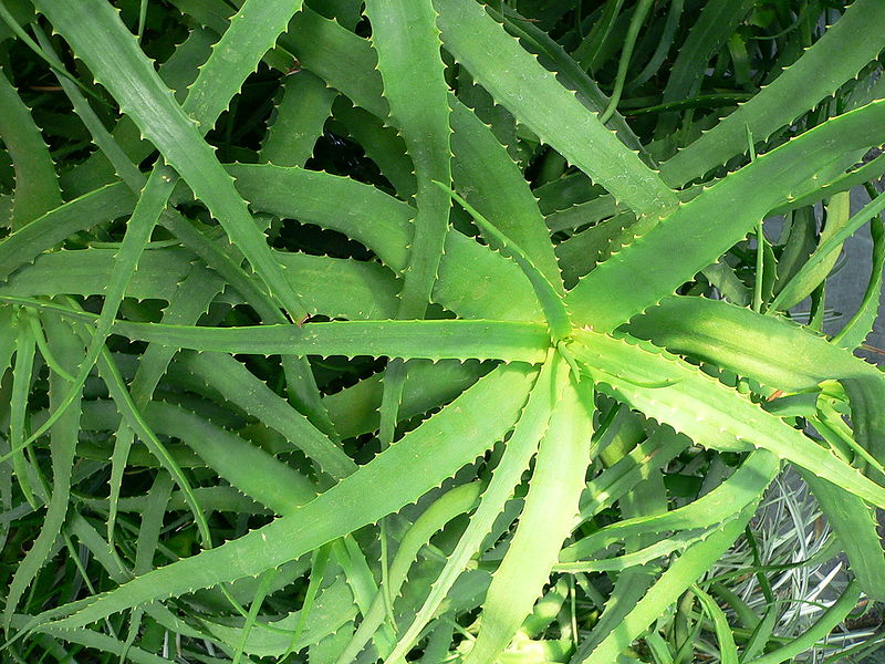 File:Aloe ngobitensis1.jpg