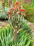 Thumbnail for Aloe polyphylla