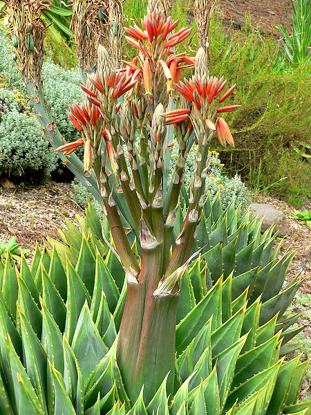صورة:Aloe polyphylla 3.jpg