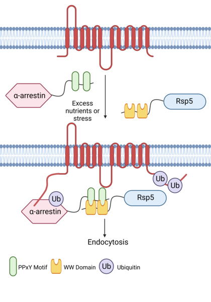 File:Alpha Arrestin General Mechanism.png