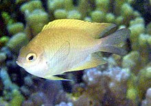 Altrichthys curatus.jpg