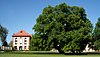 Große Linde im Schlosshof (2005)