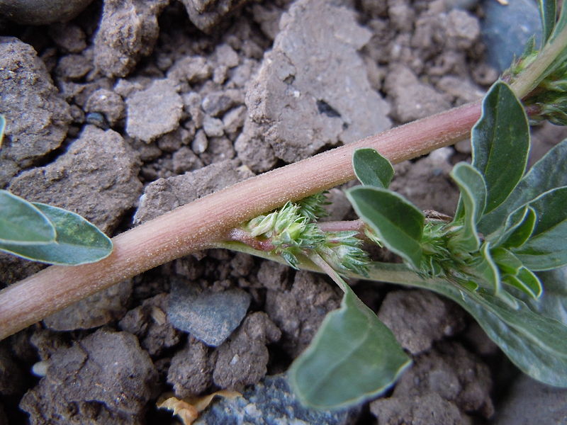 File:Amaranthus californicus (5133160200).jpg