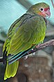 Vinaceous Amazon (Amazona vinacea)