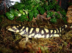 Salamandre tigrée, aux États-Unis