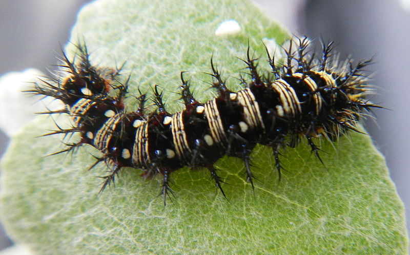 File:American Lady Butterfly caterpillar.jpg