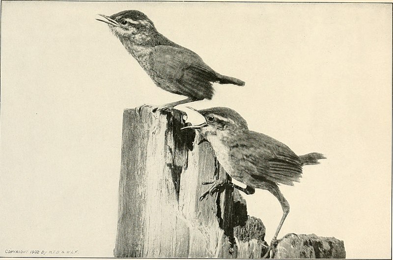 File:American birds, studied and photographed from life (1907) (14748100224).jpg