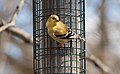 * Nomination American goldfinch in Green-Wood Cemetery, Brooklyn, NY --Rhododendrites 00:54, 17 March 2019 (UTC) * Promotion  Support Good quality.--Fischer.H 09:34, 17 March 2019 (UTC)