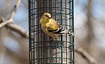 Thumbnail for File:American goldfinch in Green-Wood Cemetery (62438).jpg