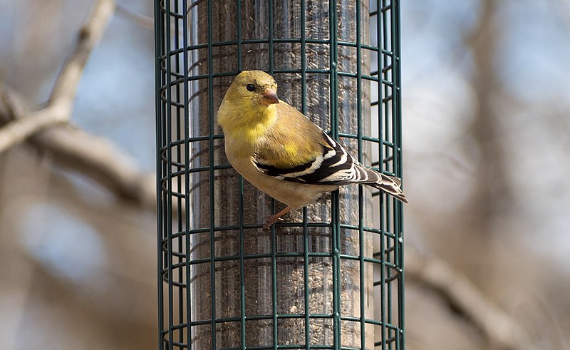 File:American goldfinch in Green-Wood Cemetery (62438).jpg