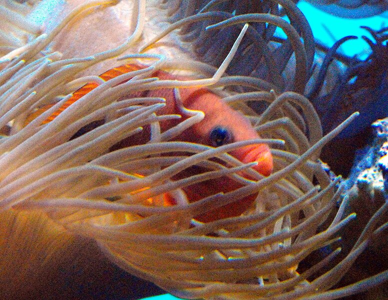 File:Amphiprionephippium.jpg