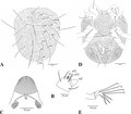 Миниатюра для Файл:Amphitetranychus viennensis (10.1371-journal.pone.0221951) Figure 7.tiff