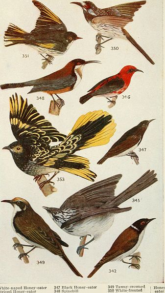 File:An Australian bird book - a pocket book for field use (1911) (20356019201).jpg