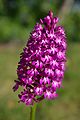 Anacamptis pyramidalis (Orchis pyramidal), type. Pelouse à Saint-Amant-de-Montmoreau, Charente, France.