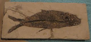 <i>Aethalionopsis</i> Extinct genus of fishes