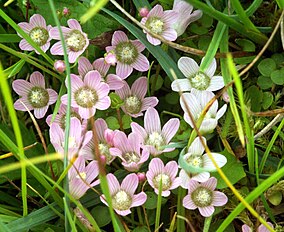 Anagallis tenella Syn. Lysimachia tenella