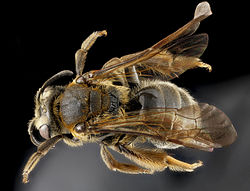 Andrena alleghaniensis, ryggsida.