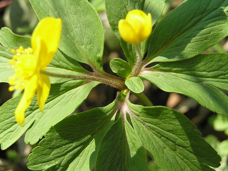 File:Anemone ranunculoides2.JPG