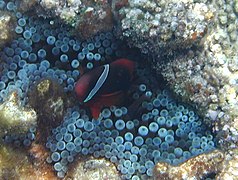 Anemonefish