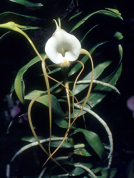 File:Angraecum ramosum Orchi 12.jpg