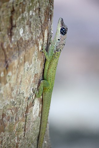 <span class="mw-page-title-main">Barbados anole</span> Species of lizard