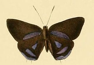 <i>Anthene lysicles</i> Species of butterfly