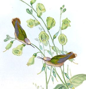 Descrizione dell'immagine Anthocephala floriceps (ritagliata) .jpg.