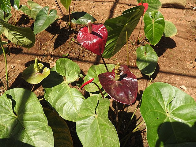 TÌNH YÊU CÂY CỎ ĐV.3 - Page 37 640px-Anthurium_giganteum-4-tnau-yercaud-salem-India