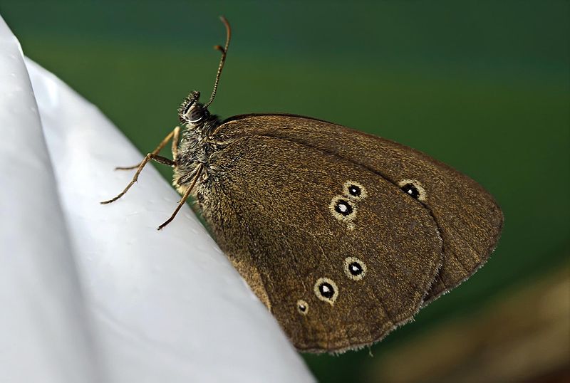 File:Aphantopus hyperantus - female (2010-07-14).jpg