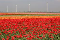 April colours in North Holland 2014-04-23-119.jpg