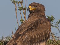 Степной орёл в Астраханском заповеднике