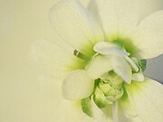 Double-flowered Arabidopsis Arabidopsis mutants.jpg
