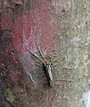 Arecanut insect.jpg