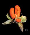 Arille orange autour des graines de Dichorisandra hexandra