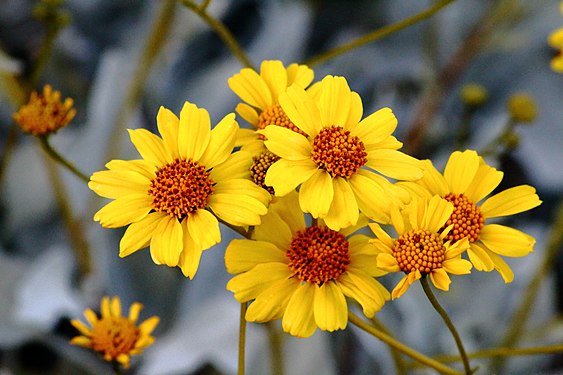 Arizona desert flower